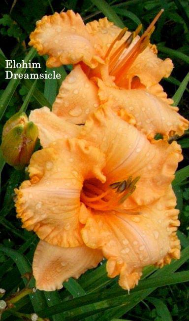 dreamsicle